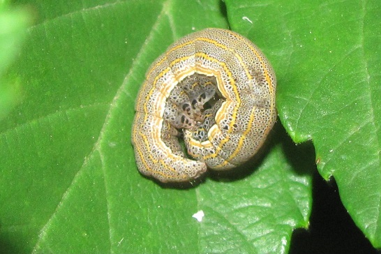 Bruco da ID - Aedia leucomelas, Noctuidae